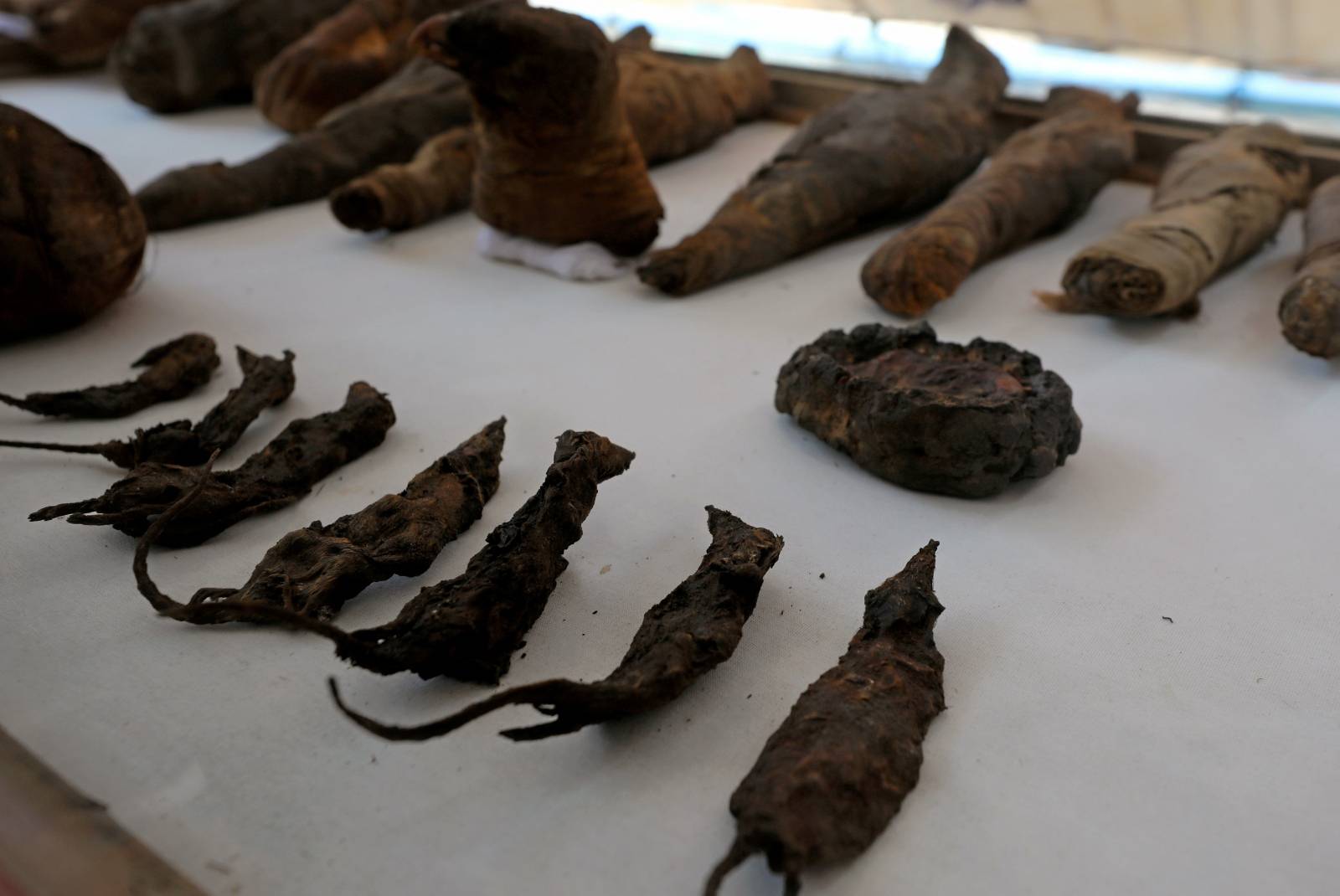 Mummified mice and falcons on display at the newly discovered burial site, the Tomb of Tutu, at al-Dayabat, Sohag