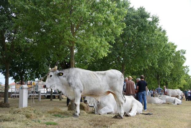 Kanfanar: 35. smotra istarskog boškarina
