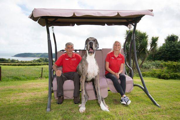 Neobični prijatelji: Najviši pas na svijetu upoznao najmanjeg