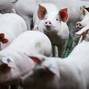 Odjel za uzgoj svinja u Futterkamp nastavnom i istraživa?kom centru Poljoprivredne komore Schleswig-Holsteina