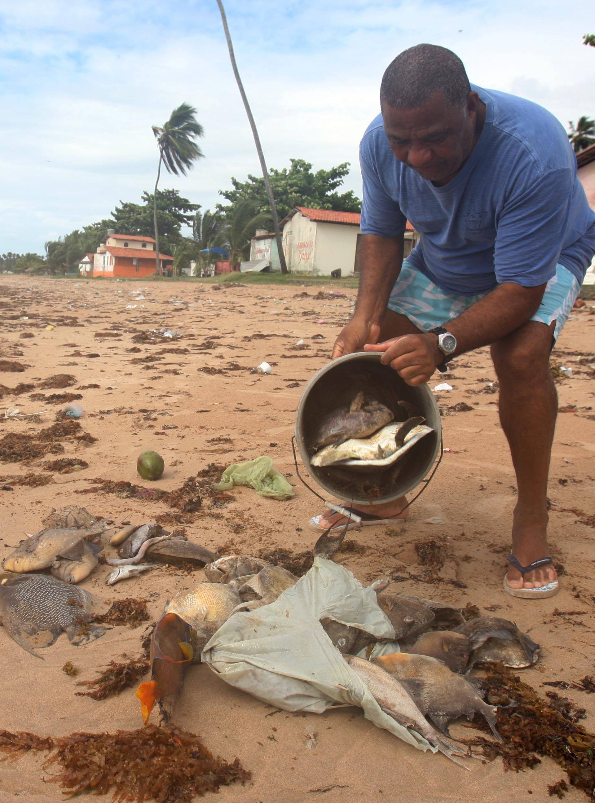 Fish of various sizes and species have appeared dead in the last ten days at beach coastline Aratuba in Itaparica Island, Salvador, Bahia