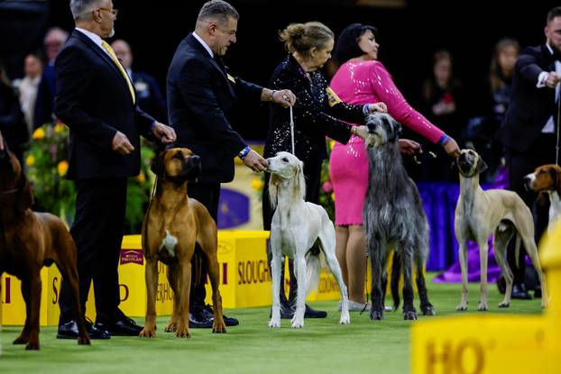 150th Annual Westminster Kennel Club Dog Show in New York City