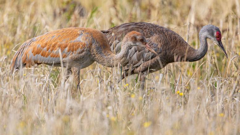 Velik broj uginulih ždralova zbog novog soja ptičje gripe