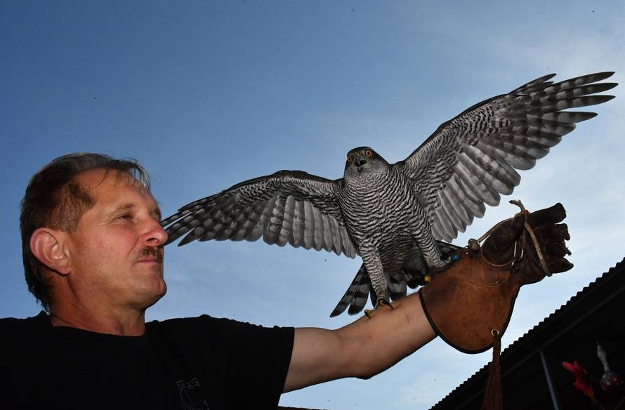 Sokolar Stjepan Alaber iz Zagrađa pokraj Pleternice