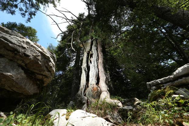 Delnice: Revirnik u šumama Marko Perkovi? pokazuje najstarije stablo tise u Hrvatskoj