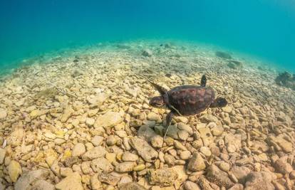 Zaštitite kornjače: Bez njih naš ekosustav ne bi funkcionirao