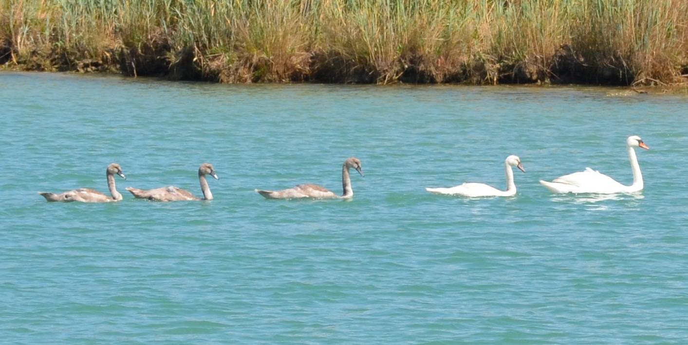 Na ljetovanju: Obitelj labudova kupala se u moru kod Poreča