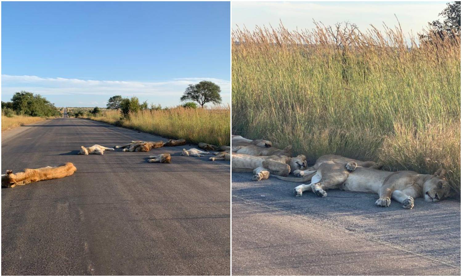 Umjesto turista, na cesti lavovi - uživaju u vlastitom carstvu