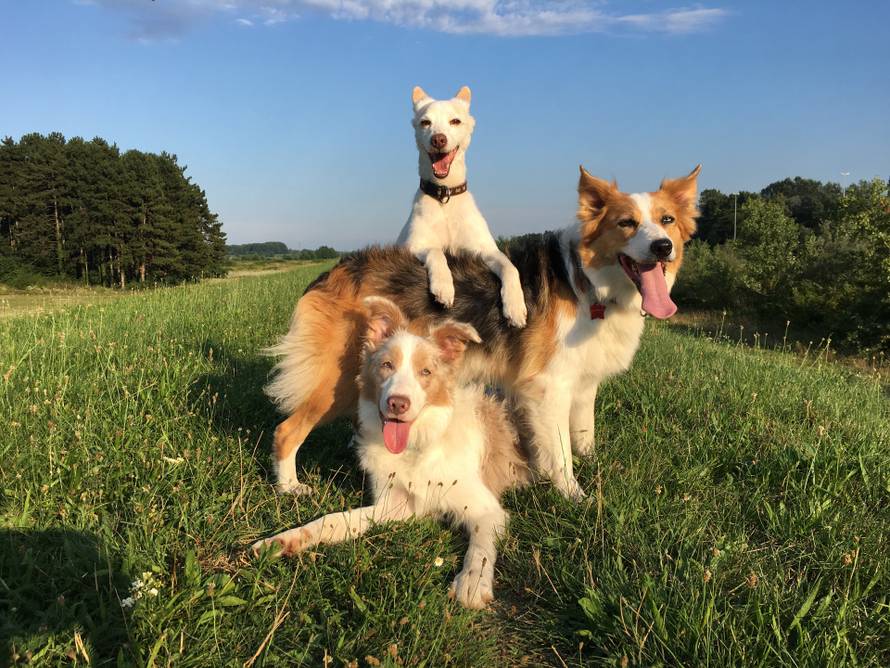 Kujica Kota nova je rekorderka - hoda unatraške na pet metara