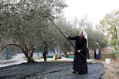 Šibenik: Sestre milosrdnice  u društvu prijatelja obrale maslinik pored samostana