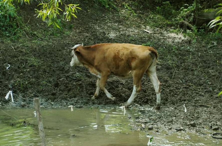Anđelko Suhodolčan
