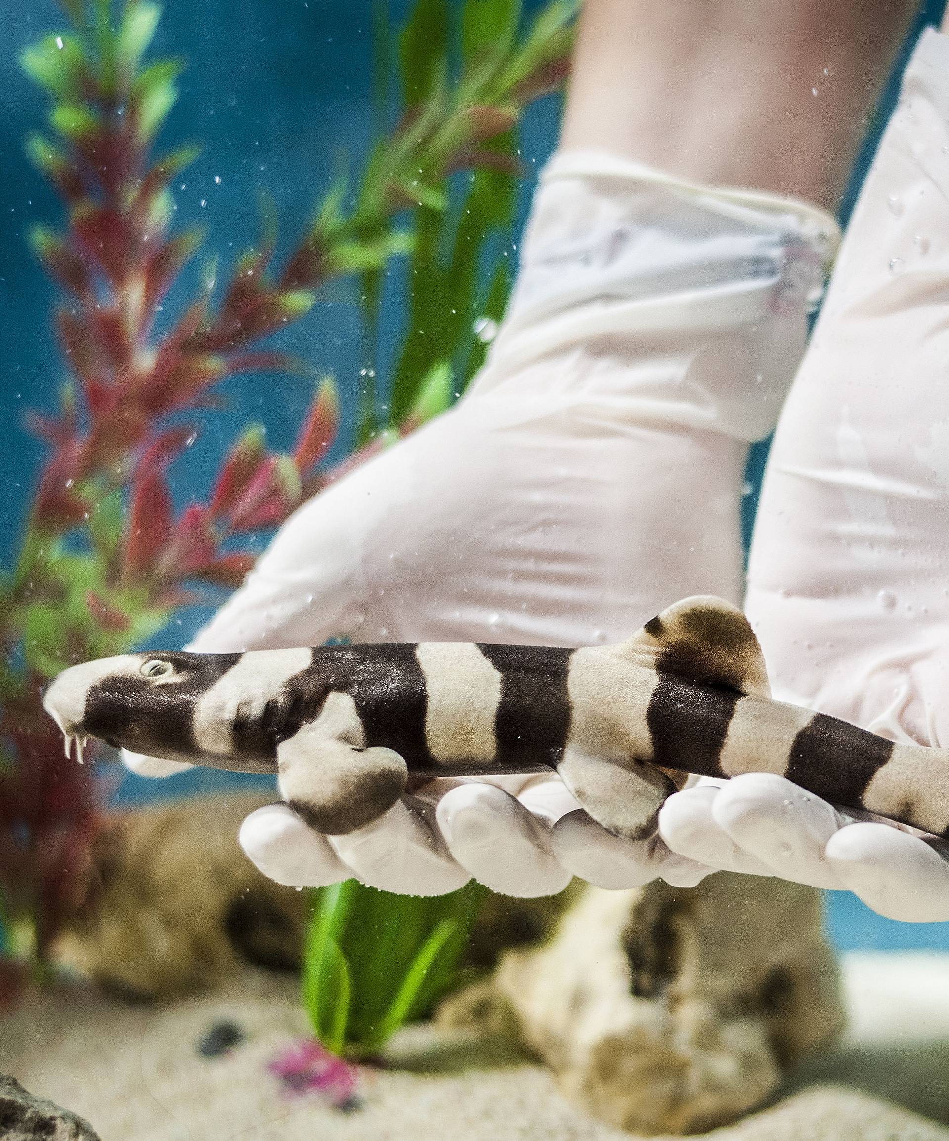 Brown-banded Bamboo Catshark rehoming