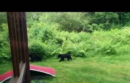 Neobični gosti: Medvjedići mu došli u vrt na trening hrvanja