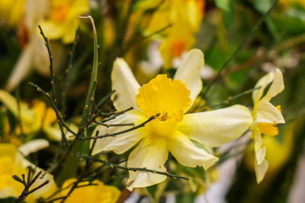 Pula: Dijelili građanima narcise te ih educirali o ranom otkrivanju raka dojke