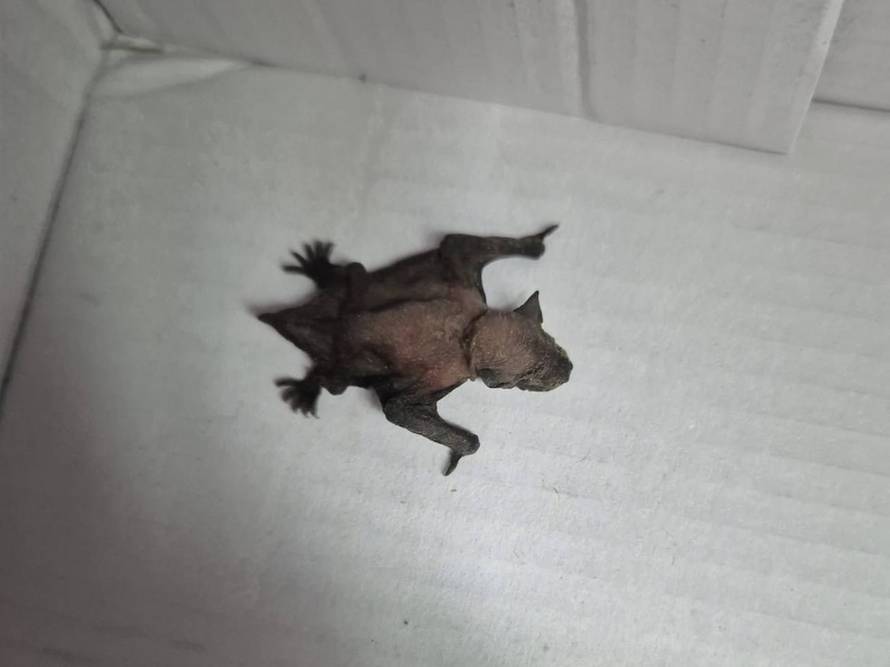 Jeste li ih vi vidjeli? Iz Dumovca poslali apel građanima: 'Ne uzimajte ih. Mama ih traži...'