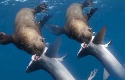Pred njima drhte i morski psi: Pogledajte ratoborne tuljane