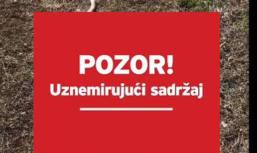 Užas kod Sinja: Uginuo je pas Bono, izgladnjeli ga do smrti