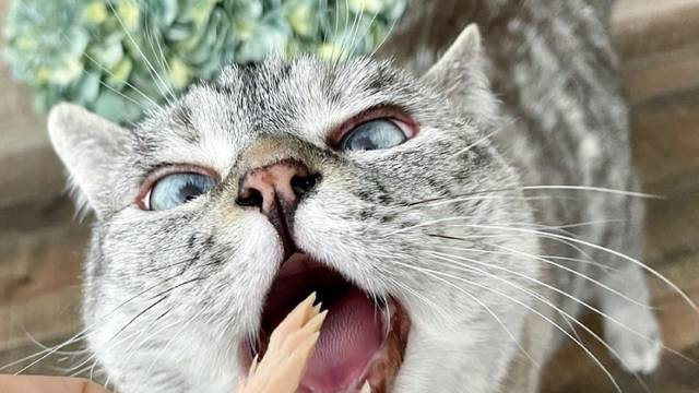 Insta okršaj: Tko su mace s više pratitelja od Modnog Mačka?