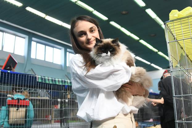 Bjelovar: Međunarodna izložba pasminskih mačaka u organizaciji Saveza felinoloških društava Hrvatske