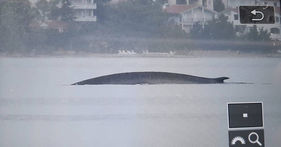 'Nema razloga za strah': Barem dva velika kita su u Jadranu, a dnevno pojedu čak tonu hrane