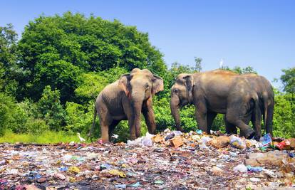 Slon u Indiji ubio ženu (70) pa joj na sprovodu izgazio tijelo