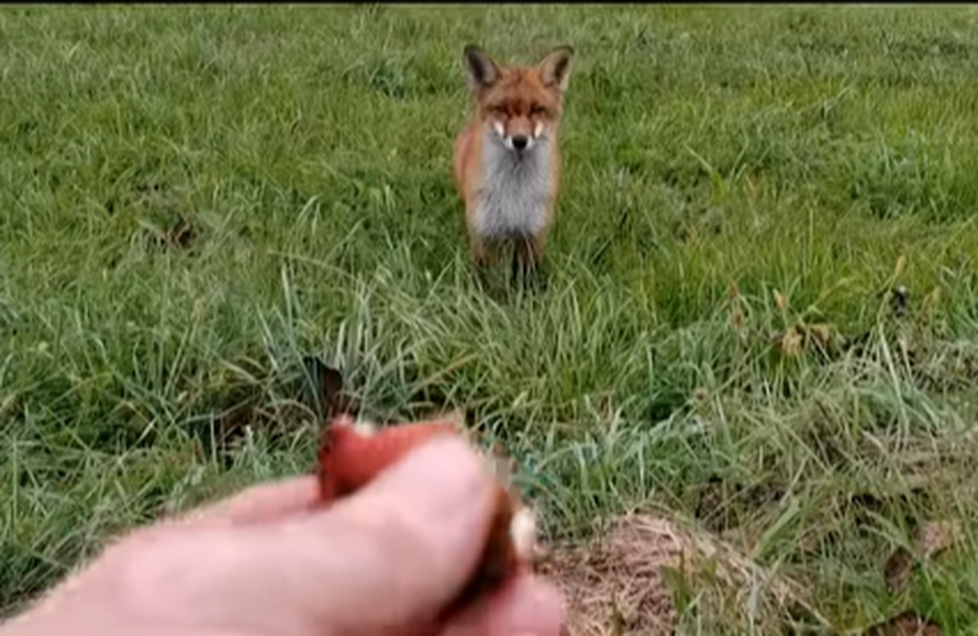 VIDEO Kratko i slatko druženje lisice i Dušana Bućana: 'Ovo je nadrealno iskustvo, definitivno'