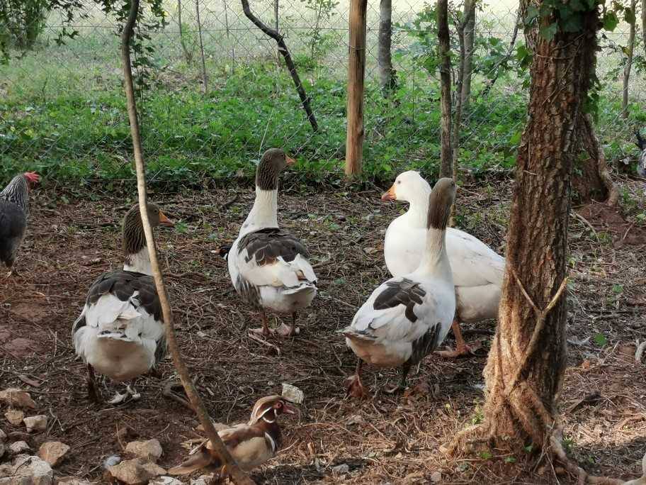 Otvara se prvi hrvatski park za ptice u šumi nedaleko od Poreča