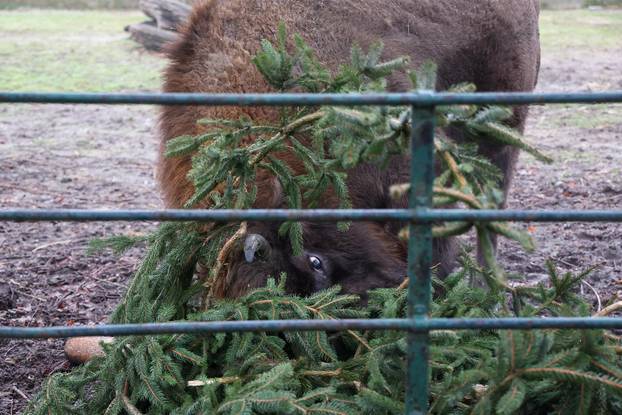 Životinjama u Zoološkom vrtu podijeljena raskićena drvca