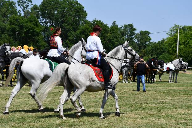FOTO U znaku tradicije: Na 44. manifestaciji 'Konji bijelci' vozile su se i svadbarske kočije