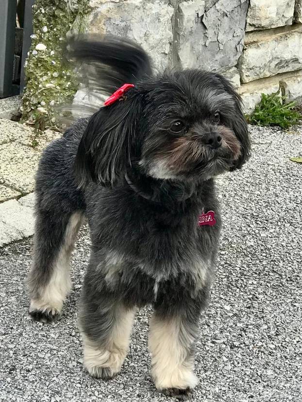 SUPER FOTKE vaših ljubimaca! Neki bi mogli biti viralni hit, ali svi su jednostavno neodoljivi