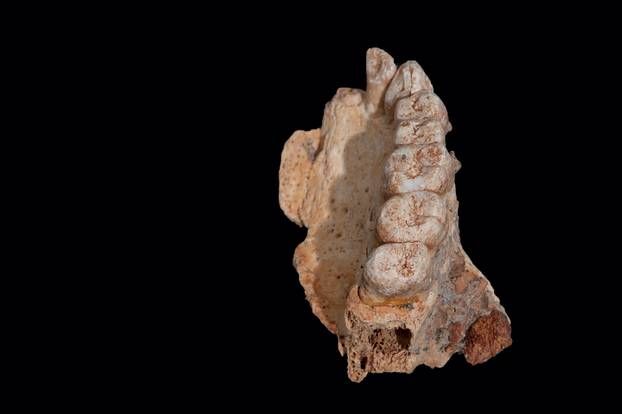 A partial jawbone bearing seven teeth unearthed in a cave in Israel represents what scientists are calling the oldest-known Homo sapiens remains outside Africa