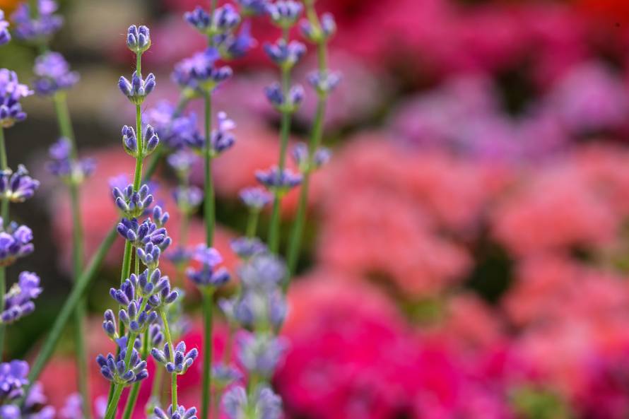 Floraart: Sadnice cvijeća od 2 kune, a za 25 mini vrt u posudi