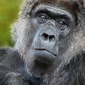 Najstarija gorila na svijetu proslavila 65. rođendan