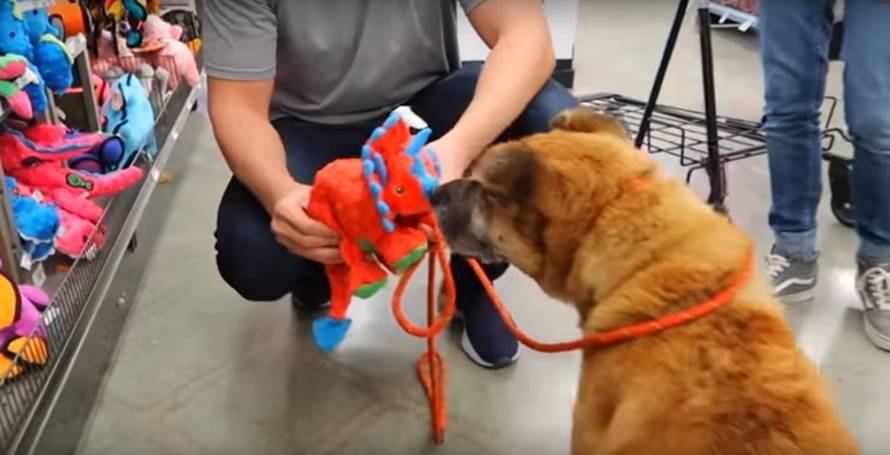 Napuštenom psu kupio sve što je dotaknuo i pronašao mu dom