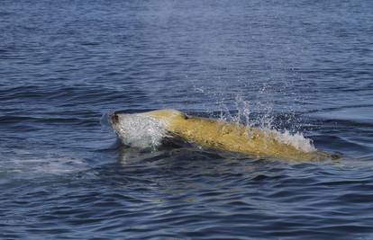 Našli kita rekordera: Od svih sisavaca najduže može roniti