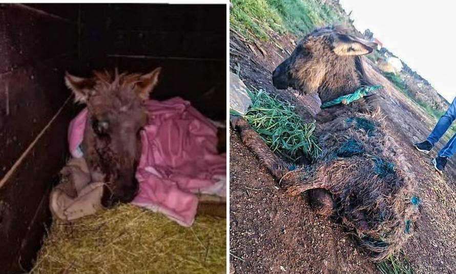 Kod Zadra spašen mali magarac ostavljen da ugine: Našli su ga izgriženog, bio je sav u ranama