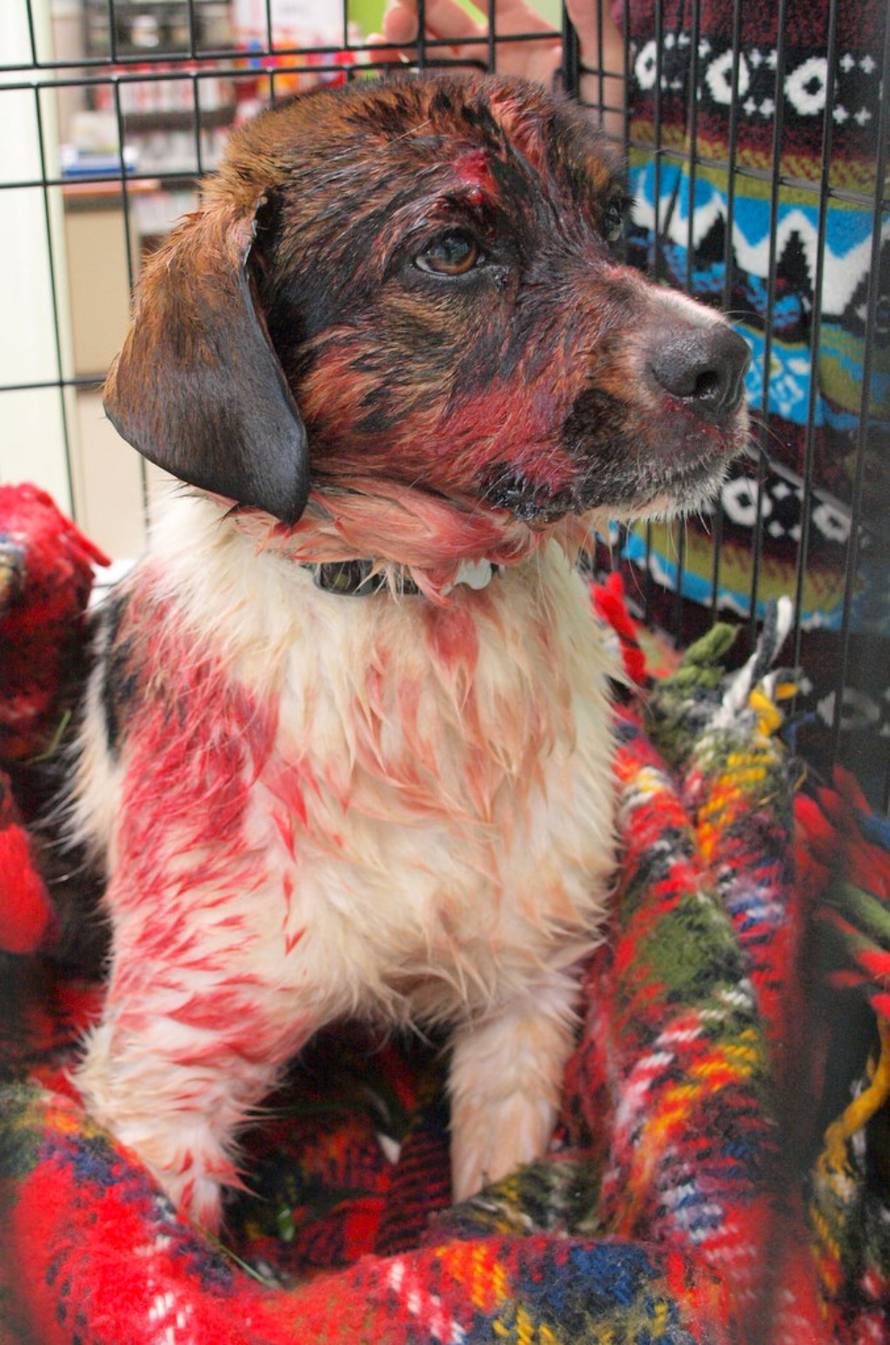 Sklonište Prijatelji Čakovec