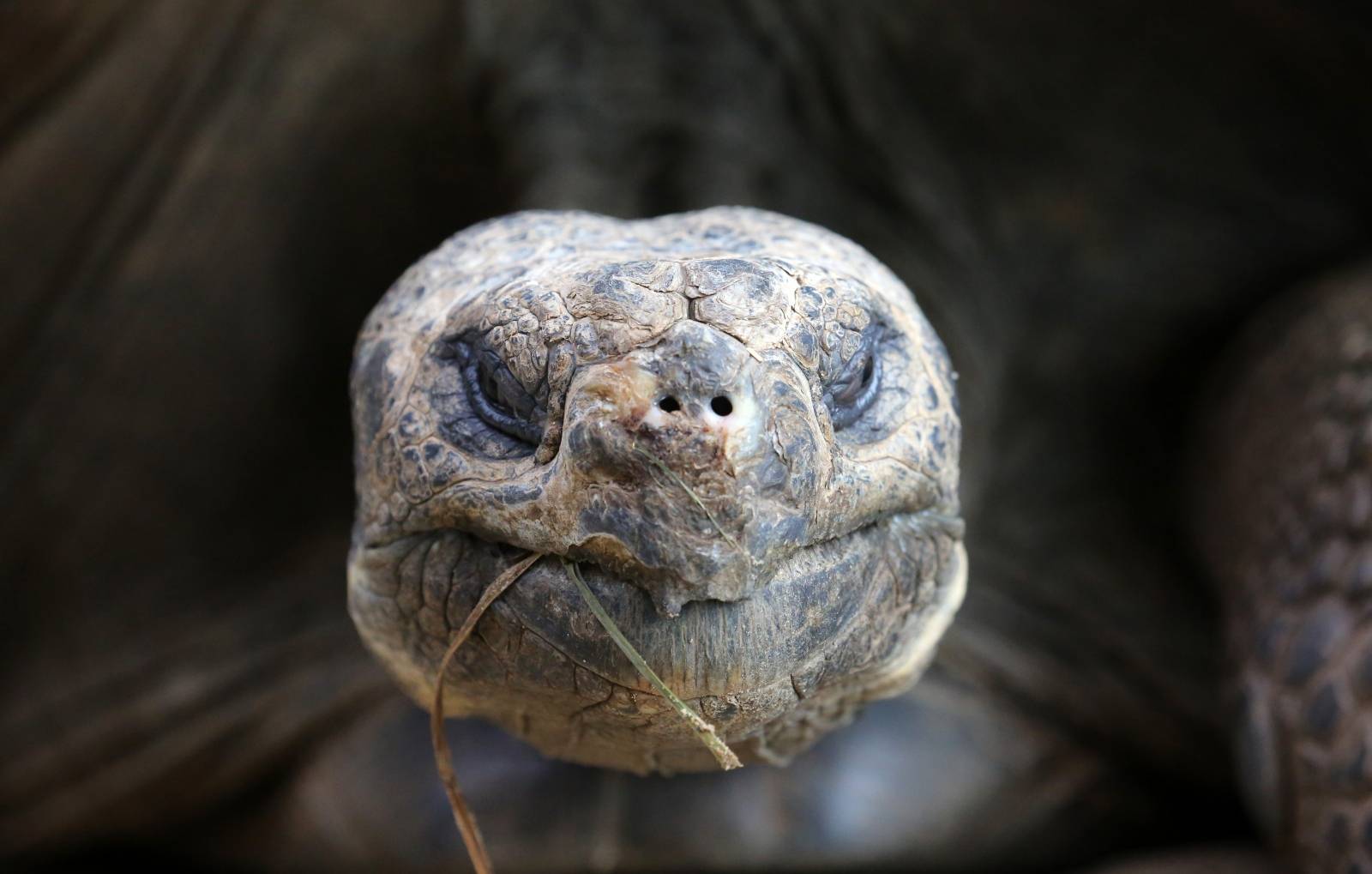 Galapagos giant tortoises are weighed