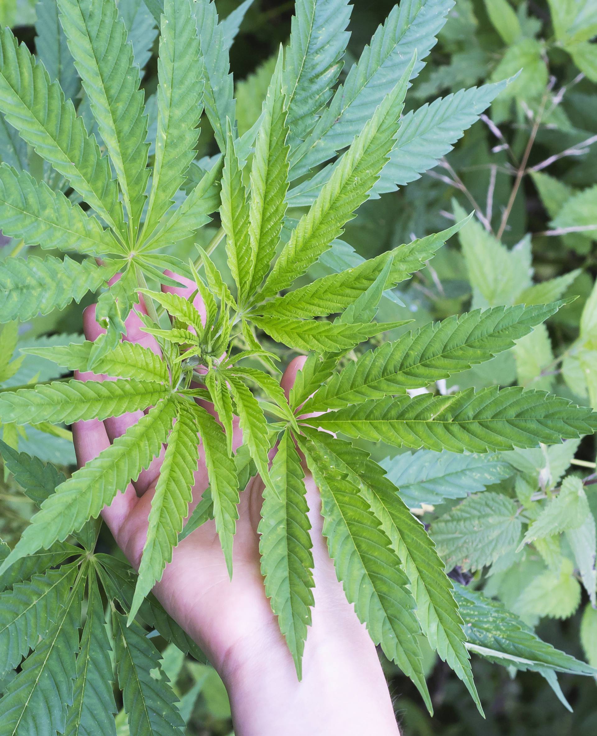 Marihuana dokazano utječe na pojavu shizofrenije i psihoza