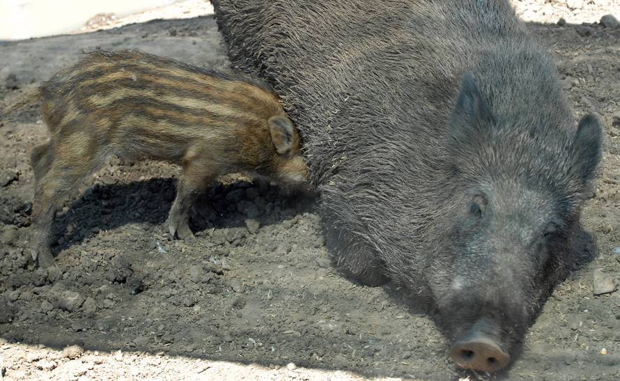 Radioaktivne divlje svinje u Japanu teroriziraju stanovnike