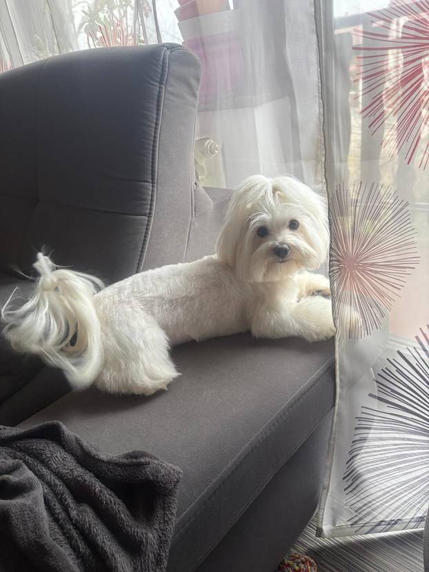 SUPER FOTKE vaših ljubimaca! Neki bi mogli biti viralni hit, ali svi su jednostavno neodoljivi