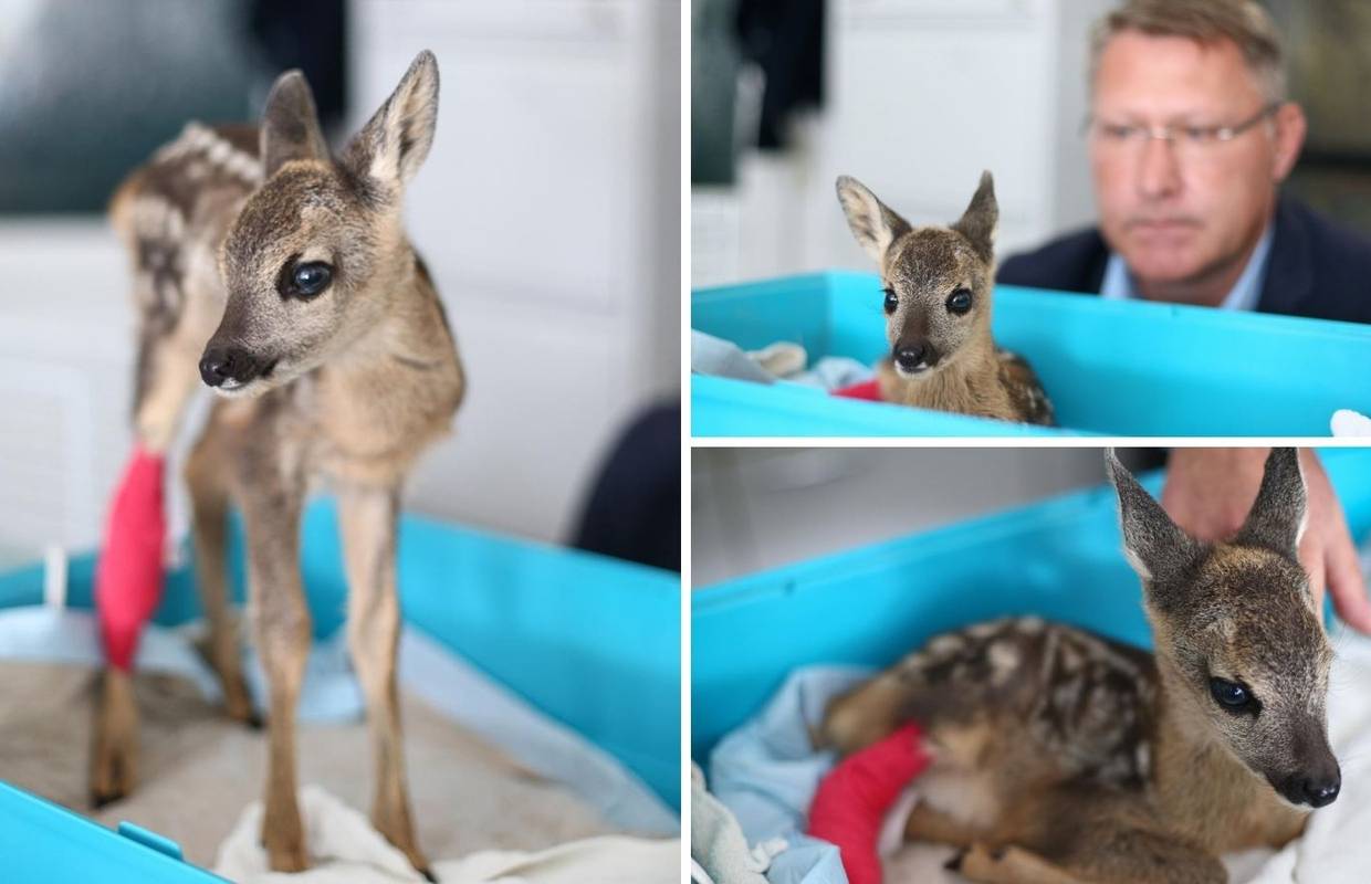 Bambi na Črnkasu: Hrabro lane ozlijeđeno je u košnji trave, sad se oporavlja, svi ga maze i paze