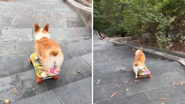 VIDEO Mali pas vozi skateboard po stepenicama, a ljudi su oduševljeni: 'Kakav talent!'