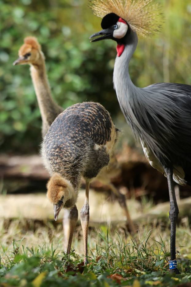 Zagrebački krunati ždralovi predstavljeni javnosti 