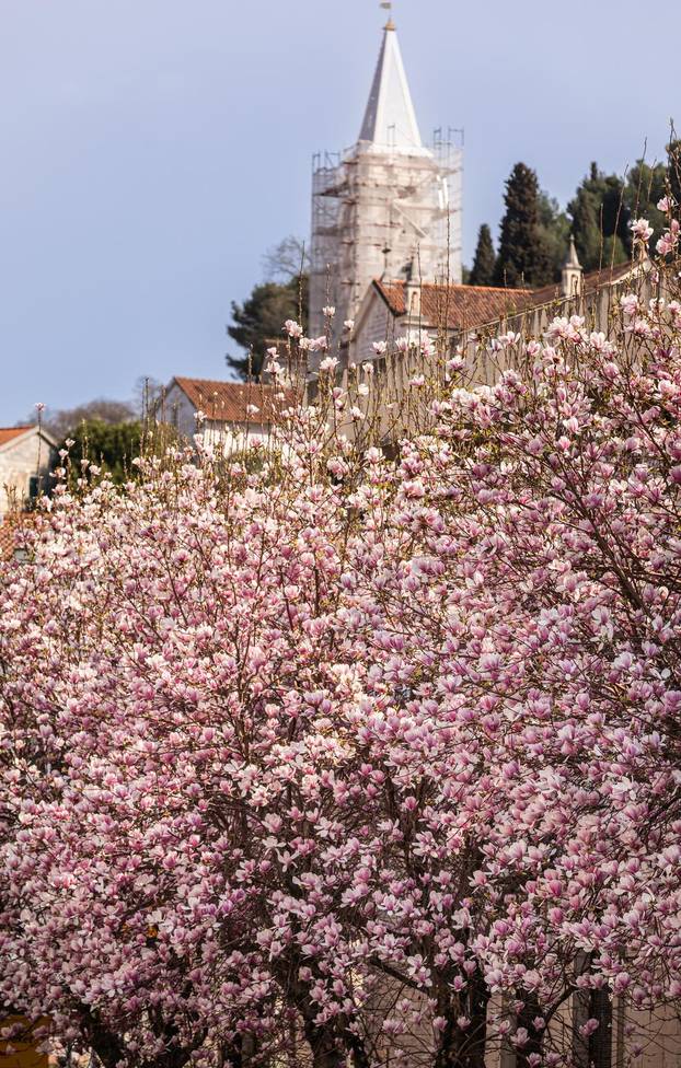 Magnolije u cvatu u Opuzenu