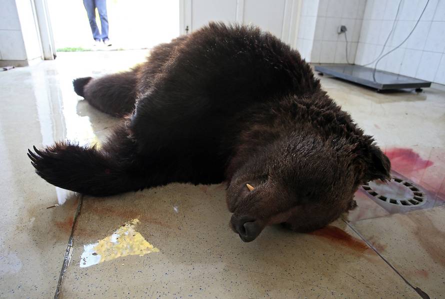 Jurica Galoić/PIXSELL