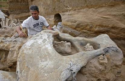 Arheolozi našli mamuta u Srbiji starog milijun godina