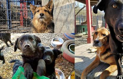 Pomoć psima: Kupite kalendar Azila i napravite dobro djelo