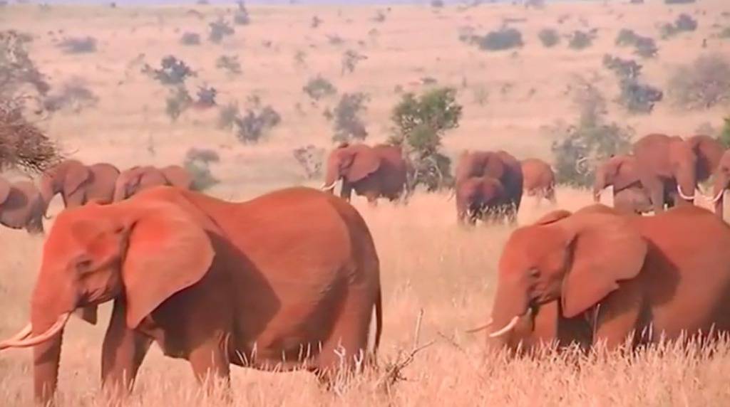Uznemirujući video: Ubili su cijanidom više od 60 slonova
