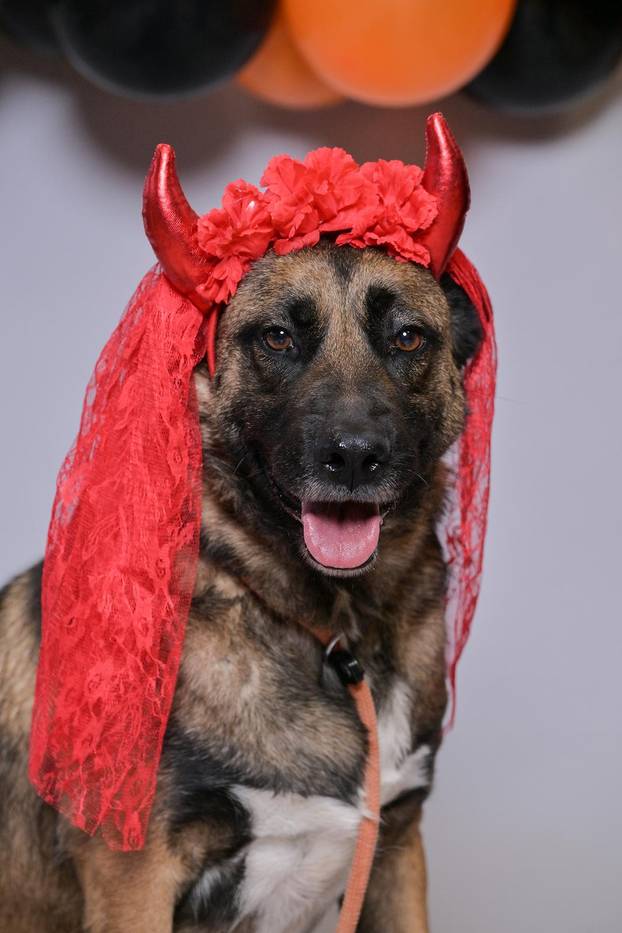 Sklonište u Dumovcu poziva na posebno jesensko udomljavanje pasa i mačaka